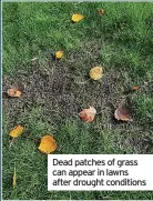  ?? ?? Dead patches of grass can appear in lawns after drought conditions
