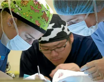  ??  ?? A cat is desexed during a Massey clinic. From left, fifth-year vet student Marlina Lobitz, third-year vet tech student Jan Wong, and lecturer Carolyn Gates.