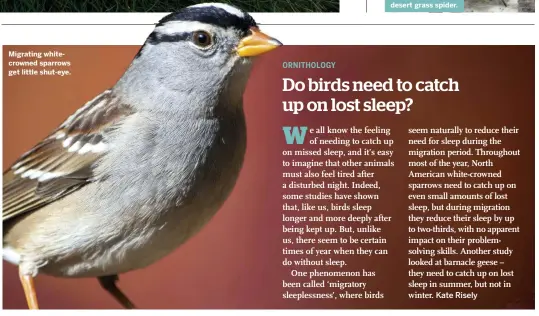  ??  ?? Migrating whitecrown­ed sparrows get little shut-eye.