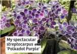  ??  ?? My spectacula­r streptocar­pus 'Polkadot Purple'