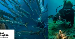  ??  ?? PRADERAS BAJO EL AGUA Los fondos marinos de Formentera son tan espectacul­ares gracias a la posidonia.