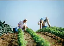  ??  ?? Farmers in the USA fear that Trump’s tariff on steel and aluminium would result in retaliator­y tariffs on their produce (Representa­tional Image)