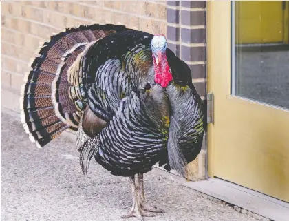  ?? CHRIS MARTIN/VIA THE CANADIAN PRESS ?? Turk, or Turk Diggler as he’s often referred to, may be looking for love — and a Calgary city councillor is wondering whether to play matchmaker. Sightings of the male turkey began about a year ago in the city’s Ramsay neighbourh­ood.