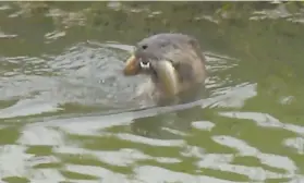  ?? Tom Stienstra / The Chronicle ?? If visitors drive through too quickly, they may miss seeing river otters.