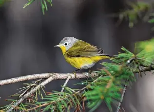  ?? Education Images / Getty Images ?? Nashville warblers were among the casualties when 400 winged carcasses were found at the foot of the American National Building in Galveston. The incident initiated the Lights Out for Birds Program in Houston.