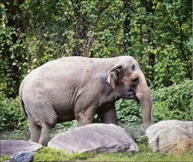  ?? Bebeto Matthews / Associated Press file photo ?? Bronx Zoo elephant Happy strolls inside the zoo's Asia Habitat in New York on Oct. 2, 2018. New York's top court on Tuesday rejected an effort to free Happy the elephant from the Bronx Zoo, ruling that she does not meet the definition of “person” who is being illegally confined.