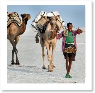  ?? PAUL SCHEMM ?? A herder leads camels carrying freshly mined tablets of salt from the Afar Region. The salt once was used as currency by the Abyssinian Empire.