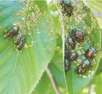  ??  ?? The shells on Japanese beetles make them resistant to pesticides.