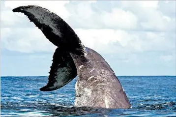  ?? PAT WELLENBACH/AP ?? A nonprofit has cataloged 60 individual humpback whales, like the one seen above, in the New York City area since 2011.