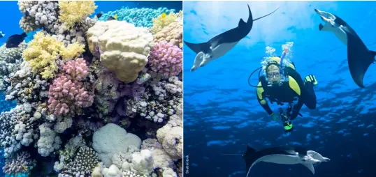  ?? ?? Manta rays encircle a diver at Ravines