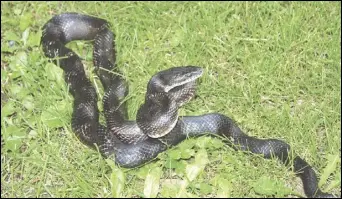  ?? Photo by Alex Sharp VIII/Rappahanno­ck News ?? This harmless eastern rat snake employed several clever tactics against a curious dog, including employing the aggressive strike-ready pose and vibrating the tip of its tail, imitating the venomous timber rattler.