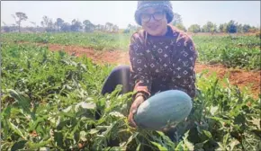  ?? SUPPLIED ?? A farmer growing yellow watermelon­s collects the fruits of his labour in Trapaing Prasat district of Oddar Meanchey province in 2021.