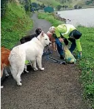  ?? PHOTO: PENNY KRIEG ?? Keeping the walkway free of dog poo.