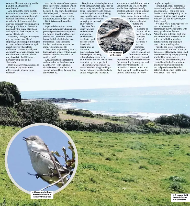  ?? Pictures: Charlie Elder ?? > A lesser whitethroa­t stakes its claim to a territory from a tree > A whimbrel on the rocks > A coastal field in south Devon rich in wildlife