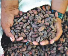  ?? FOTO: EL HERALDO ?? El cacao alcanza un precio de 4,000 dólares por tonelada.