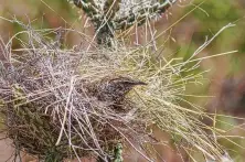  ?? Kathy Adams Clark / Contributo­r ?? Cactus wrens reside in Texas, from the Lower Rio Grande Valley to the Hill Country, lower Panhandle and throughout West Texas.