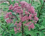  ?? Bluestone Perennials ?? Native bees need nesting sites as well as flowers. The hollow stems of Joe Pye Weed can provide homes for species that are cavity nesters.