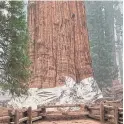  ?? SOUTHERN AREA BLUE INCIDENT MGMT TEAM ?? The General Sherman Tree is the largest in the world by volume, at 1,487 cubic metres, according to the National Park Service. It towers 84 metres high.