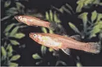  ?? Texas Parks and Wildlife Department ?? The San Marcos gambusia, a small fish found only in the San Marcos River, has been formally declared extinct. It was last seen in the wild in 1983.