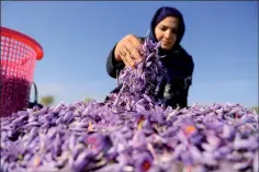  ??  ?? Sorting harvested saffron flowers in a field on the outskirts of Herat province.