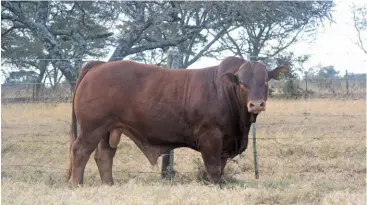  ??  ?? BELOW: The Beefmaster breed has seen exceptiona­l growth in the Eastern Cape. PHOTOS: SUPPLIED
