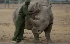  ??  ?? In this March 2 photo Keeper Zachariah Mutai attends to Fatu, at the Ol Pejeta Conservanc­y in Laikipia county in Kenya. AP PhoTo/SundAy AlAmbA