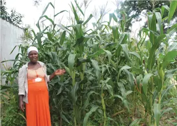  ??  ?? Mrs Anna Mushayavan­hu, who practices mixed cropping on her one-hectare plot, says she expects a bumper harvest