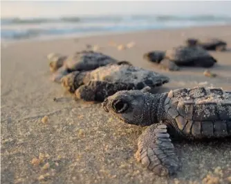  ??  ?? Casi todas las especies de tortugas marinas están en peligro de extinción como consecuenc­ia de la destrucció­n de su hábitat natural.