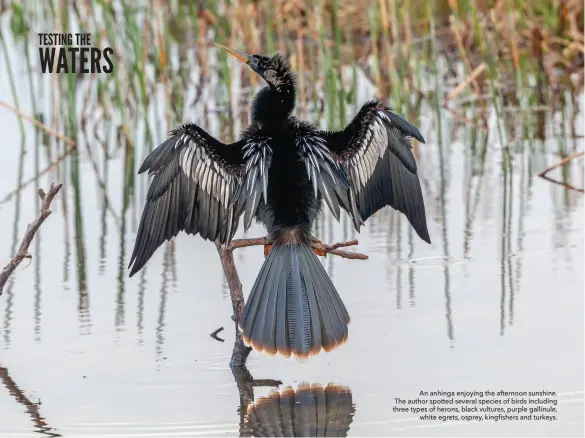  ?? ?? An anhinga enjoying the afternoon sunshine. The author spotted several species of birds including three types of herons, black vultures, purple gallinule, white egrets, osprey, kingfisher­s and turkeys.