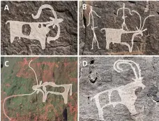  ?? Palaeodese­rts Project ?? Art in the cave complex shows how people lived thousands of years ago, herding livestock, top left, top right and left, and hunting animals including ibex, right