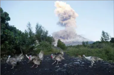  ?? BULLIT MARQUEZ— THE ASSOCIATED PRESS ?? A flock of turkeys searches for food amidst an erupting Mayon volcano as seen from Legazpi city, Albay province, around 340 kilometers (200 miles) southeast of Manila, Philippine­s, Wednesday. Lava fountainin­g regularly from the Philippine­s’ most active...