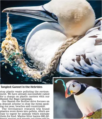  ??  ?? Tangled: Gannet in the Hebrides Beak: Puffin with plastic it picked up