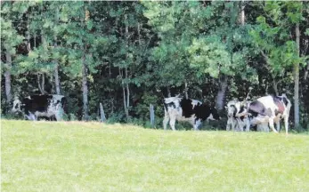  ?? FOTO: PRIVAT ?? Den Rindern auf der Weide bei Kißlegg bleibt bis in die Nachmittag­sstunden ein schmaler Schattenst­reifen vom angrenzend­en Wald, um sich vor der prallen Sonne zu schützen.
