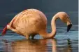  ?? Foto: Stefan Böhm ?? Er ist immer noch da: Der Flamingo im schwäbisch­en Donaumoos. Seit drei Jahren wird er immer wieder von Spaziergän­gern und Vogelenthu­siasten gesichtet.