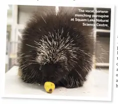  ??  ?? The vocal, bananamunc­hing porcupine at Squam Lake Natural Science Centre.