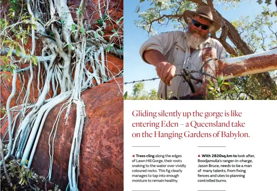  ??  ?? Trees cling along the edges of Lawn Hill Gorge, their roots snaking to the water over vividly coloured rocks. This fig clearly manages to tap into enough moisture to remain healthy.
With 2820sq.km to look after, Boodjamull­a’s ranger-in-charge, Jason...