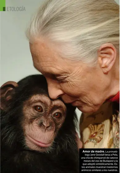  ??  ?? Amor de madre. La primatólog­a Jane Goodall besa a Pola, una cría de chimpancé de catorce meses del zoo de Budapest a la que adoptó simbólicam­ente. Estos animales muestran trastornos anímicos similares a los nuestros.