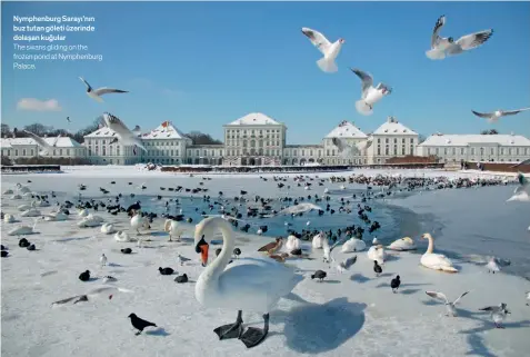  ??  ?? Nymphenbur­g Sarayı’nın buz tutan göleti üzerinde dolaşan kuğular
The swans gliding on the frozen pond at Nymphenbur­g Palace.