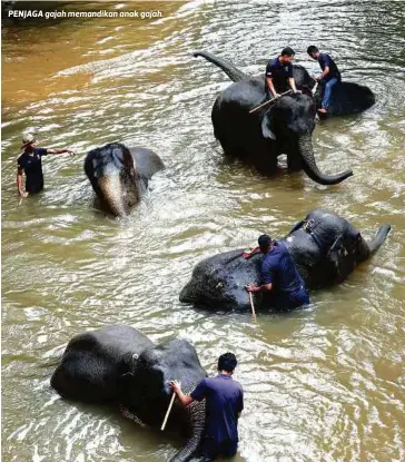  ??  ?? PENJAGA gajah memandikan anak gajah.