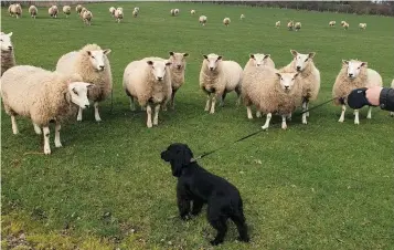  ??  ?? > As part of its #LeadOn campaign, the NSA is raising understand­ing that any breed and temperamen­t of dog can be a threat to sheep if not kept on a lead and under control