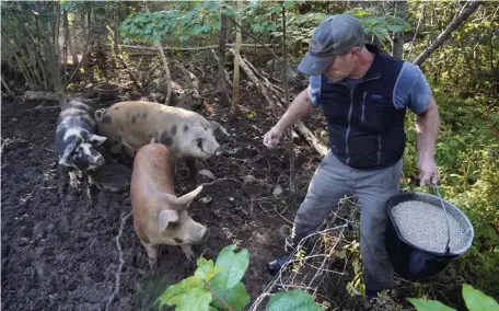  ?? AP FILE ?? FEEDING TIME: Phil Retberg feeds his hogs at the Quill’s End Farm on Sept. 17 in Penobscot, Maine. A ballot question will give Maine voters a chance to decide on a first-in-the-nation ‘right to food’ amendment.