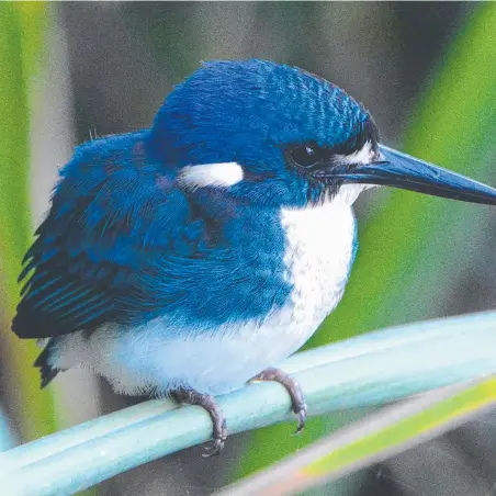  ?? Picture: PETER VALENTINE ?? Bird species such as this kingfisher are seen in Tarrabora and Beree Badalla Reserves.