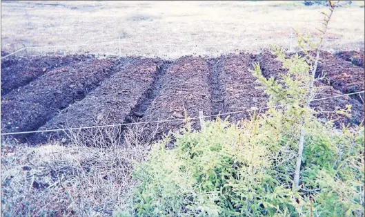  ?? PAUL SPARKES PHOTO ?? Vegetable plots made in roadside peat near Cape Freels, 2002.