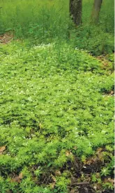  ?? Wikimedia Commons ?? Sweet Woodruff boasts small white flowers (far right) in late spring and makes a dense ground cover (above). Its fragrance has been compared to freshly mown hay.