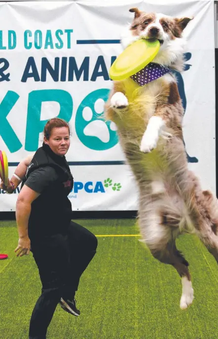  ?? Picture: MIKE BATTERHAM ?? Border collie Mickey Mouse leaps for a disc thrown by handler Sim Hellebrand at the Pet Expo yesterday.