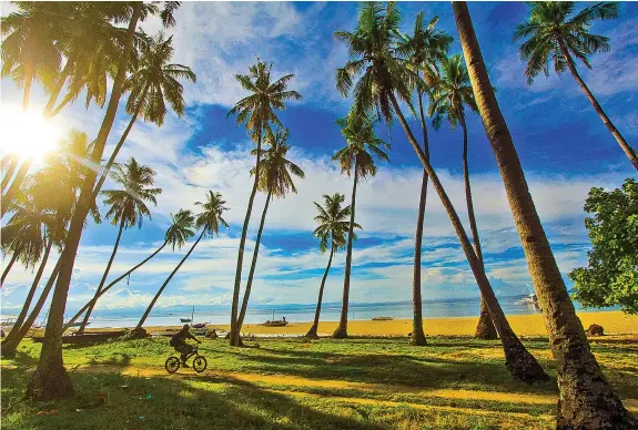  ?? ALDO NELBERT BANAYNAL ?? A man bikes his way through coconut trees at this picturesqu­e beach in Panglao, Bohol.