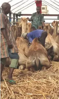  ??  ?? Loading camels in Maigatari market