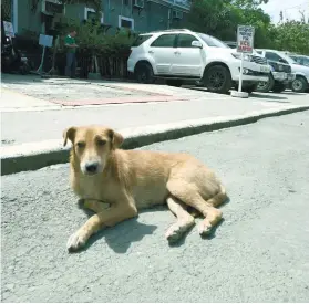  ??  ?? A stray dog, unleashed and lethargic, rests behind the Mandaue City Hall a few days after another stray, named Bruno, bit 23 persons in 2 barangays.