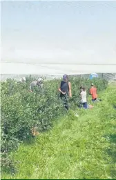  ?? ?? La famille Éthier a réussi à obtenir de meilleurs rendements de cueillette de la part des adolescent­s en mettant en place des séances d’informatio­n sur le travail agricole.