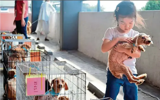  ??  ?? You’re comin’ home with me: This little girl has picked this pooch out of all the puppies and dogs up for adoption. — Filepic